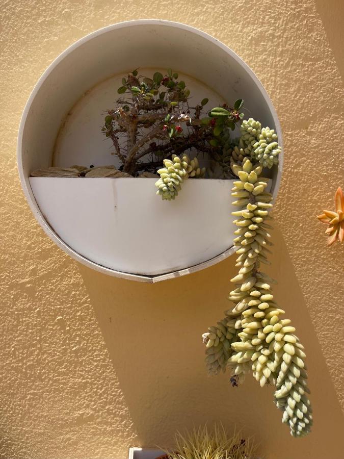 Eco House Golfinhos Lejlighed Corralejo Eksteriør billede